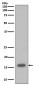 Anti-p16 INK Monoclonal Antibody